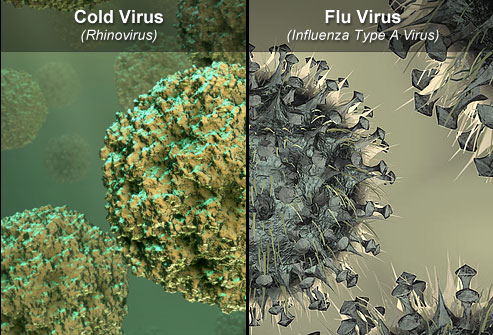 cold flu virus