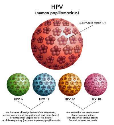 HPV types.jpg