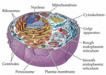 cell-organelles.png